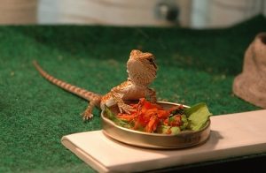 Diet for Bearded Dragons