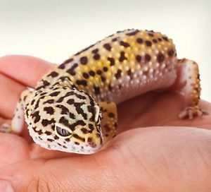 Leopard Gecko