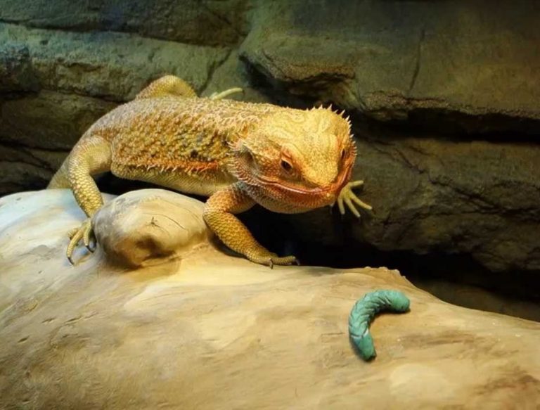 Bearded-Dragons-eat-Worms