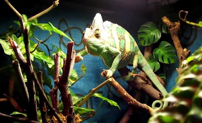 The Best Chameleon Cage: Reviews & Guide 2019 - My Life Pets