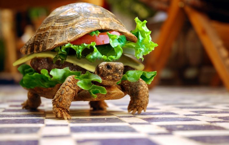 Best Turtle Food