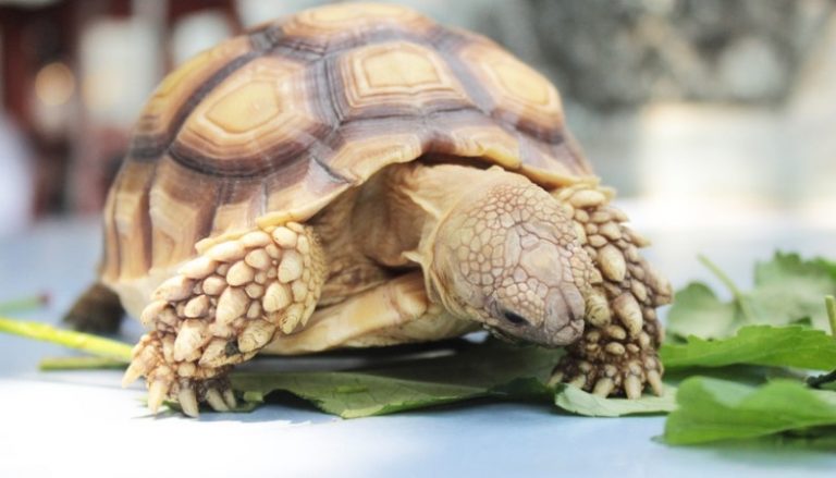 best food for tortoise