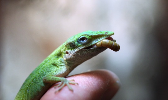 Best Food for Green Anole