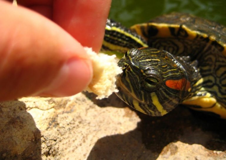 Best Food For Red Eared Slider Reviews Guide 2022 My Life Pets