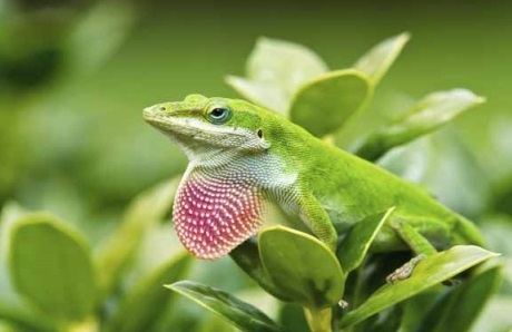 Best Substrate for Green Anole