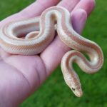 Best Substrate For Rosy Boa