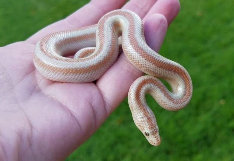 Best Substrate For Rosy Boa