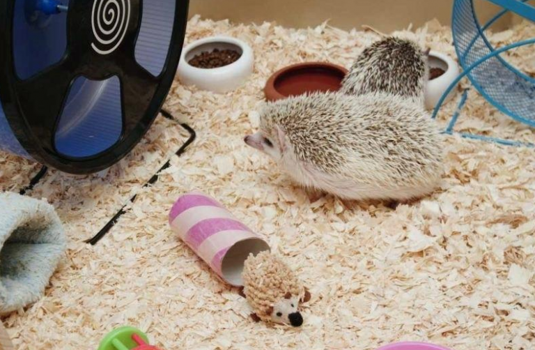 Top 10 Best Hedgehog Cage 2019 Reviews & Guide My Life Pets