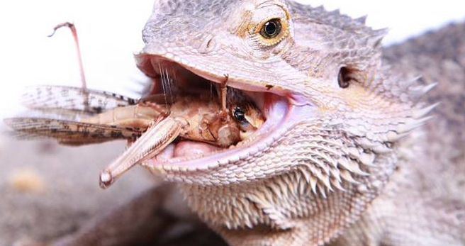 bearded dragon eat