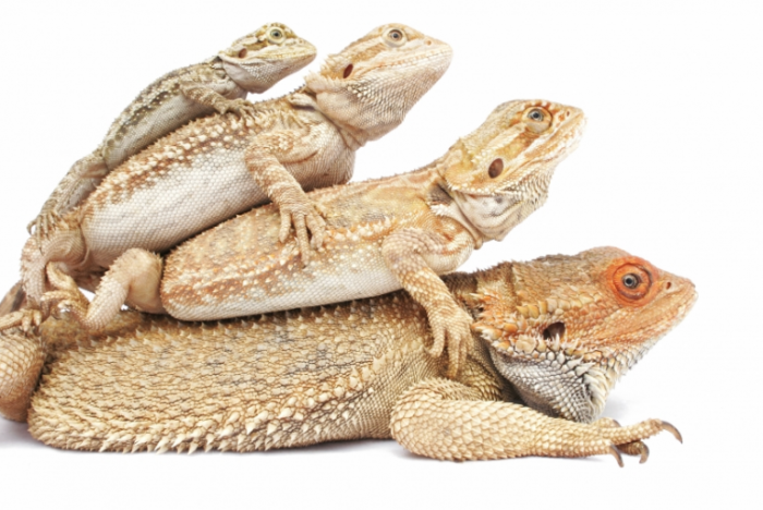 Bearded Dragon Feeding Chart By Age