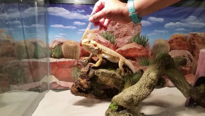 amazing bearded dragon enclosure