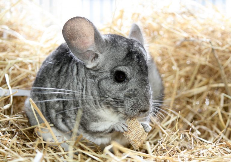 12 Best Bedding For Chinchillas Reviews 2019 My Life Pets