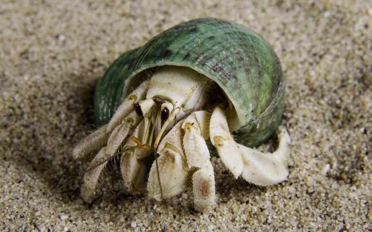 best substrate for hermit crabs