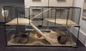 Top 10 Best Gerbil Cages Guide Reviews 2019 My Life Pets - 