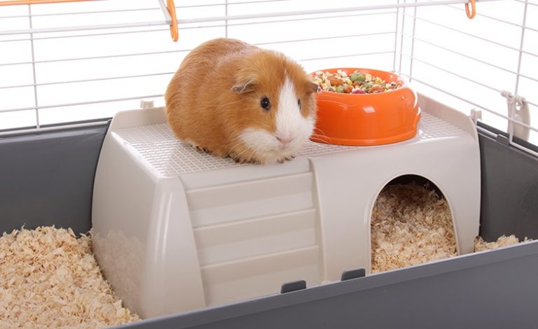 Guinea Pig Cages