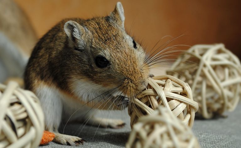 soft toy gerbil