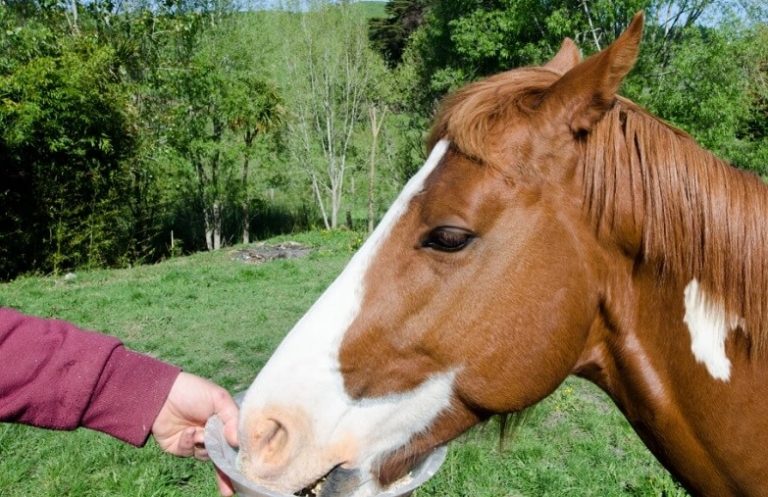 Horse Vitamin and Mineral Supplement
