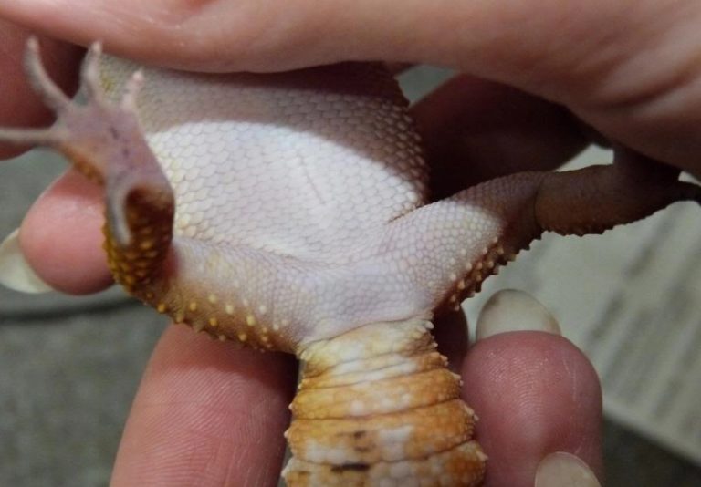 Leopard Gecko Female