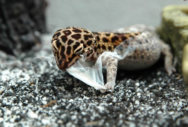 Leopard Gecko Growths