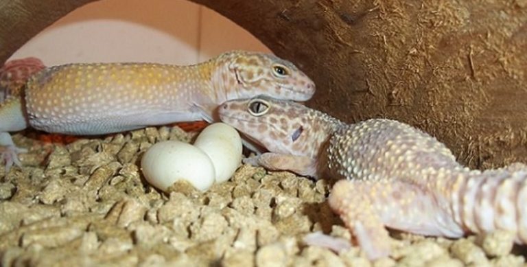 Leopard Gecko Reproduction