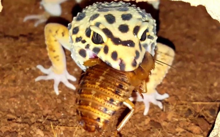 Leopard Gecko eat