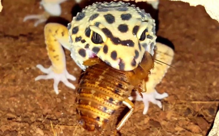 Leopard Gecko Care 2019: A Comprehensive Guide For Beginners