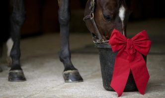 Weight gain supplements for horses