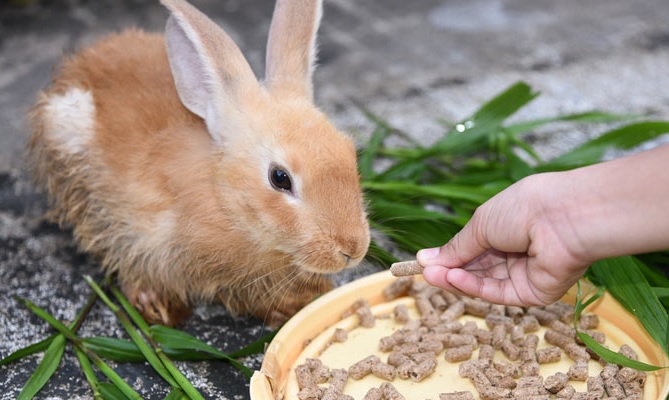 Best Rabbit Food
