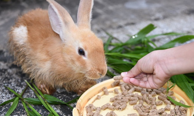 What Is Favorite Food Of Rabbit