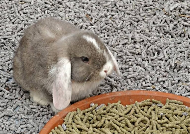 Rabbit Litter Odor Control