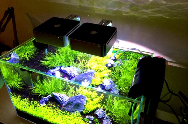 Led Lights for Planted Aquarium