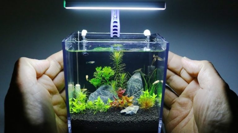Small Fish Tanks