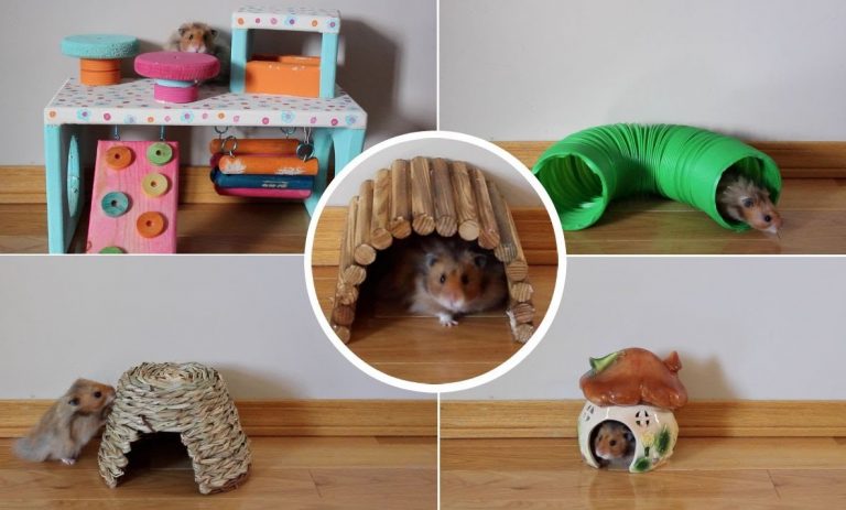 Best Toys For Hamster