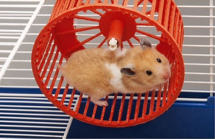 Best Wheels For Hamsters