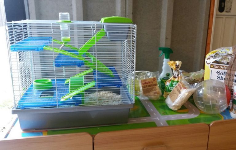 The 10 Best Hamster Accessories 2019: Reviews & Guide for Beginners