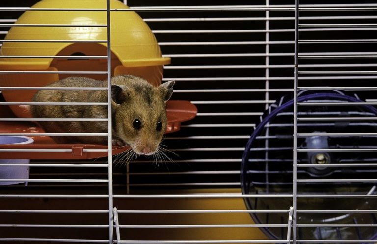 Best Syrian Hamster Cage