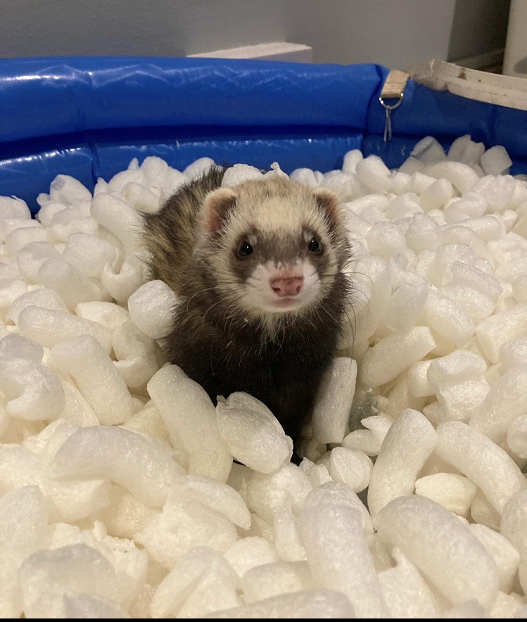 Filo, the ferret, playing in packing peanuts