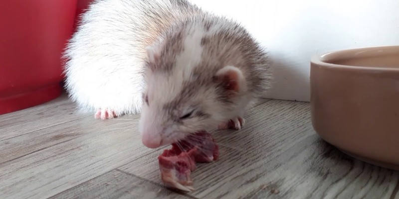 Ferret eating beef