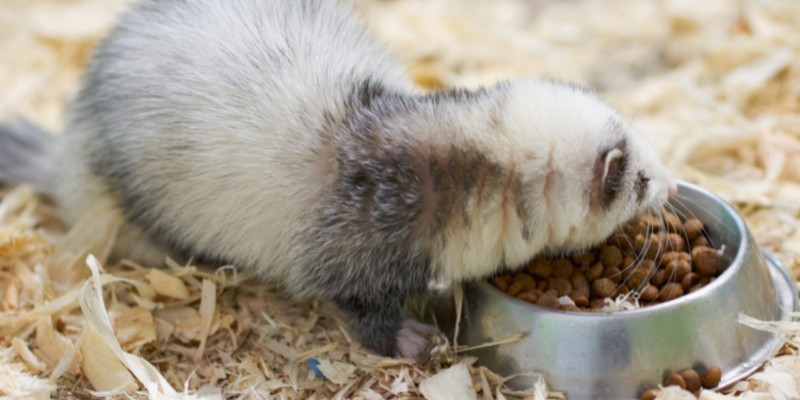 Ferret eating kibble