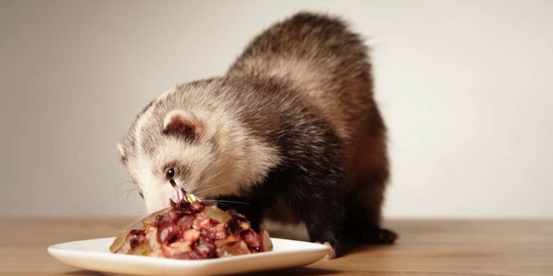 Image of a Ferret eating