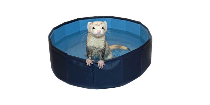 Marshall Ferret Swimming Pool