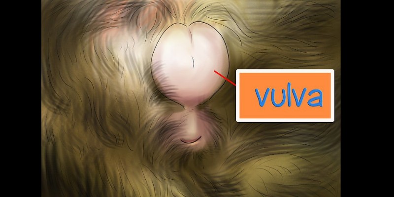 Image of enlarged ferret vulva