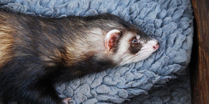 Ferret laying down, lethargic