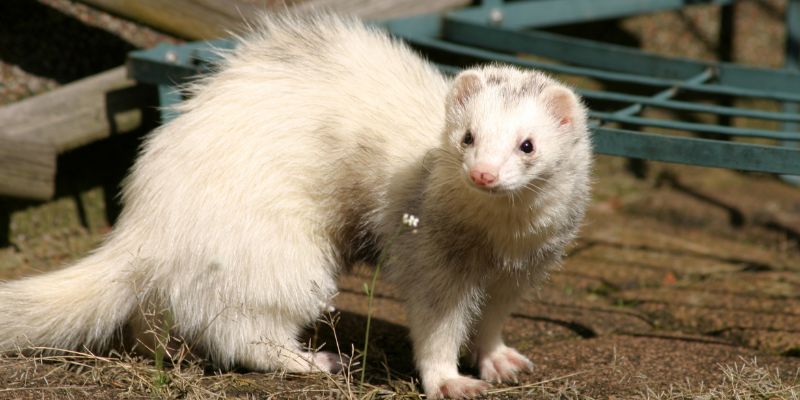 Ferret looking thin