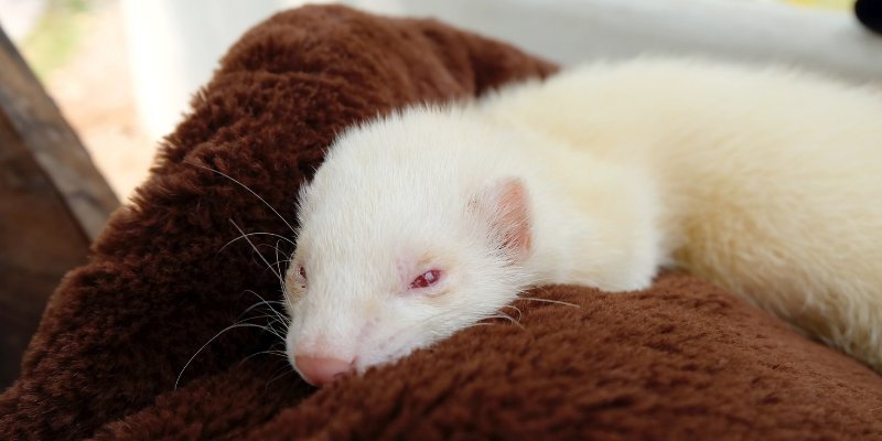 A ferret snuggled in a blanket 