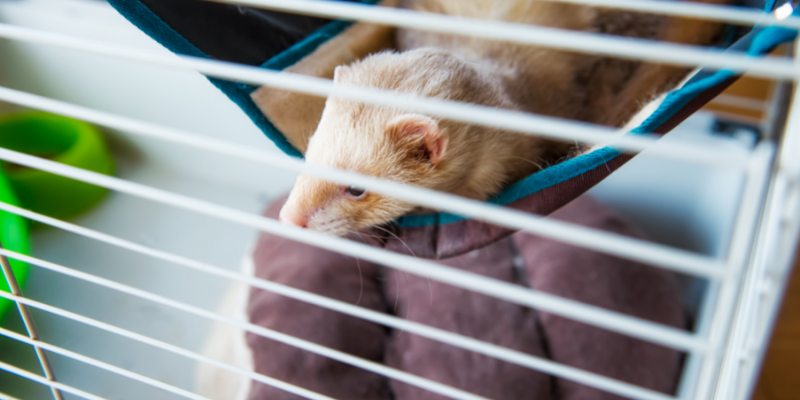 A ferret cage with a hammock, food bowl, and bedding in the background.