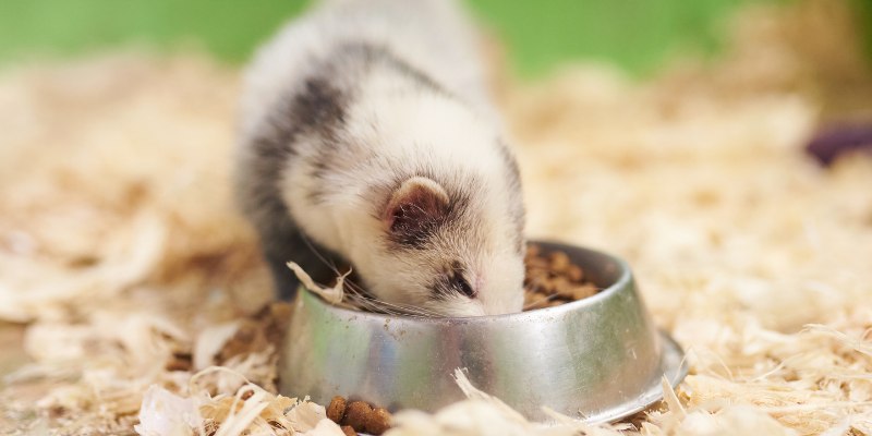 Ferret eating out of a food bowl