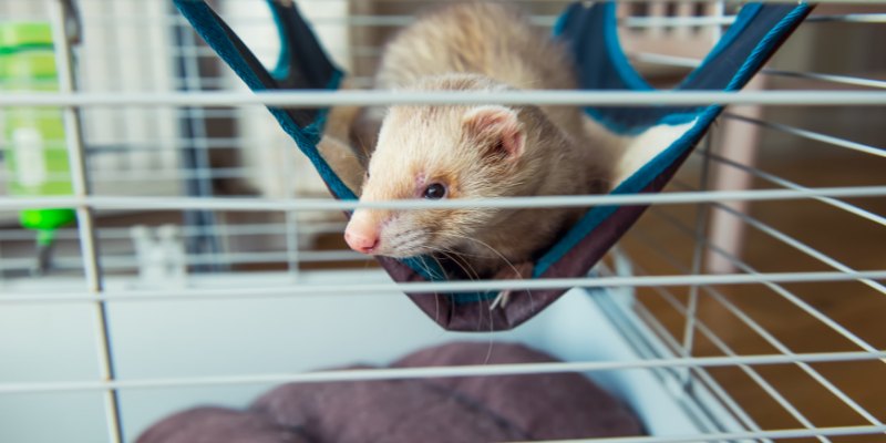 A ferret sitting in a hammock
