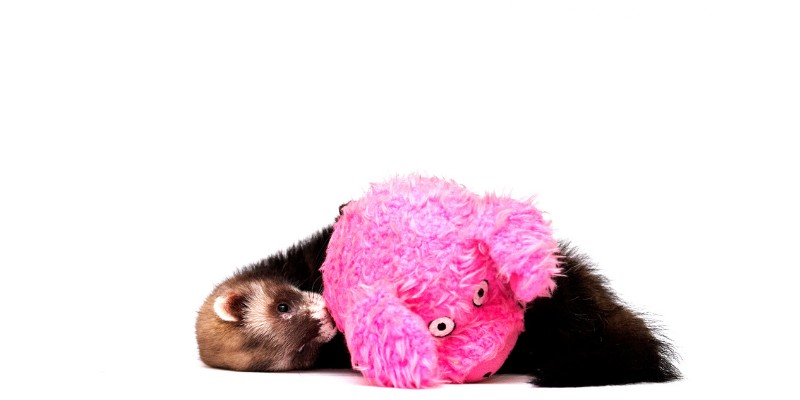 Ferret playing with a plush toy